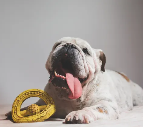 English bulldog laying on a couch with a toy